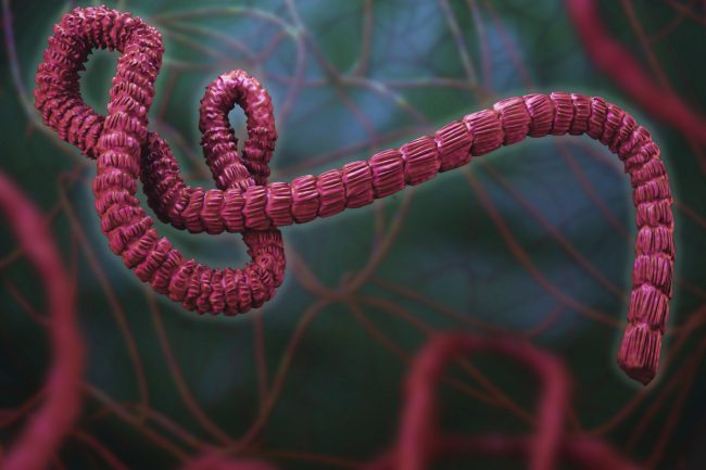 Ebola_Virus_Infection
