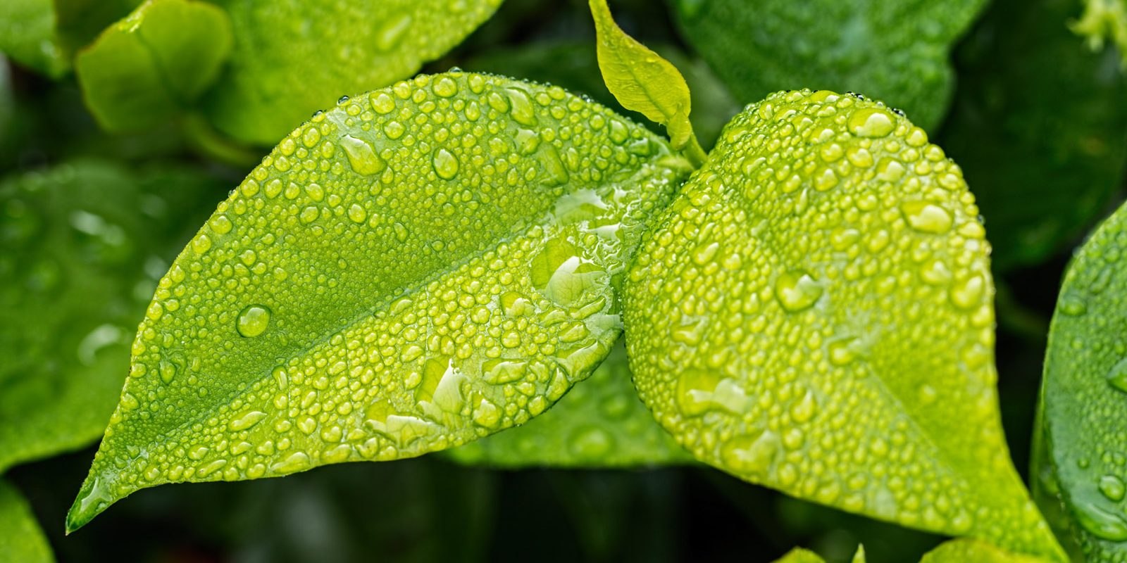 leaf-1001679