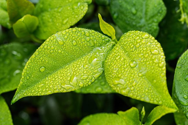 leaf-1001679